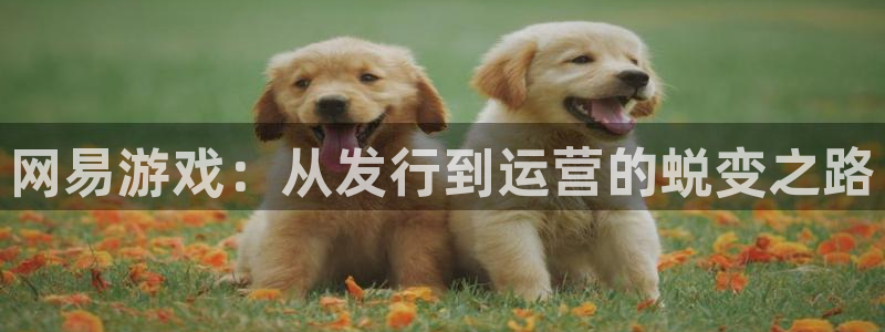 im电竞是什么：网易游戏：从发行到运营的蜕变之路