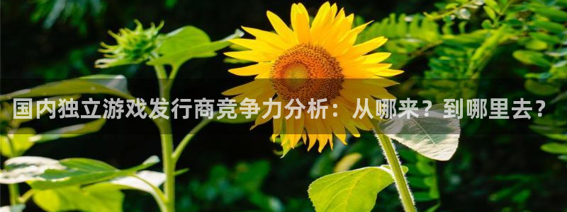 im电竞子经理人